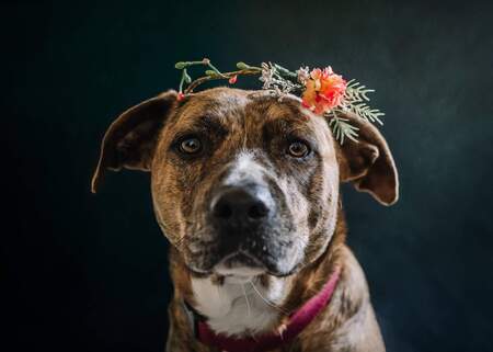 Entry image for Fawn. Clicking this image will show a larger photo