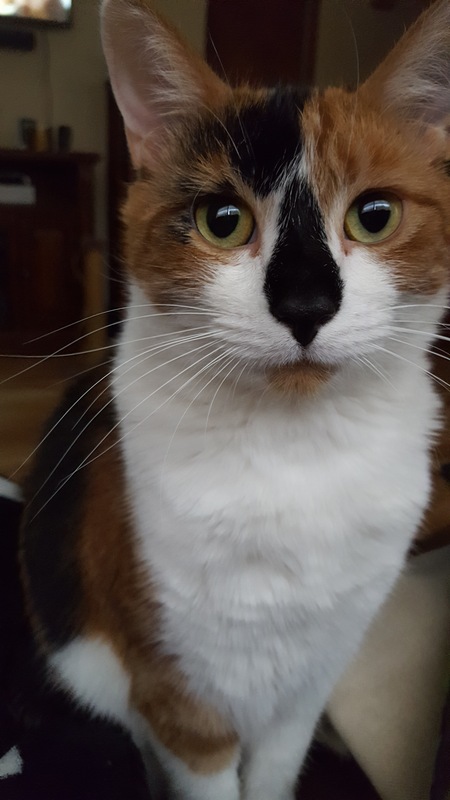 Entry image for Polly. Clicking this image will show a larger photo