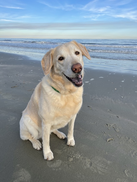 Entry image for Murphi. Clicking this image will show a larger photo