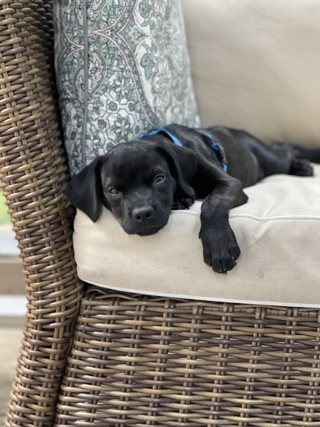 Entry image for Levi. Clicking this image will show a larger photo