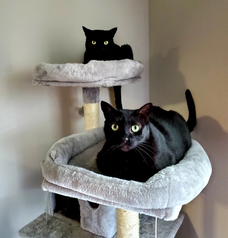 Entry image for Raven and Pepper Poe. Clicking this image will show a larger photo