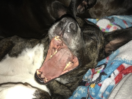 Entry image for Yoda. Clicking this image will show a larger photo