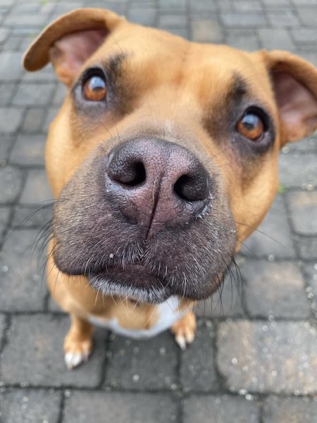 Entry image for Peppermint Patty. Clicking this image will show a larger photo