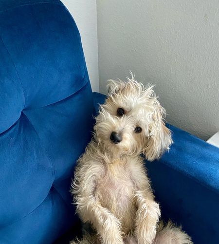 Entry image for Louie B. Clicking this image will show a larger photo