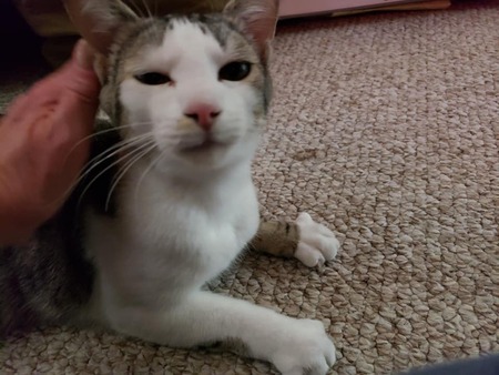 Entry image for Kippy. Clicking this image will show a larger photo