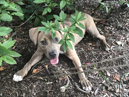 Entry image for Bubbs. Clicking this image will show a larger photo