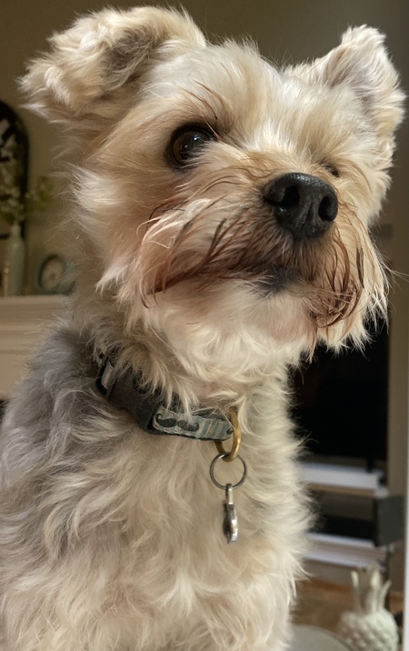 Entry image for Hagrid. Clicking this image will show a larger photo