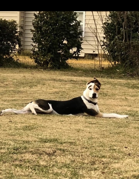 Entry image for Cooper. Clicking this image will show a larger photo