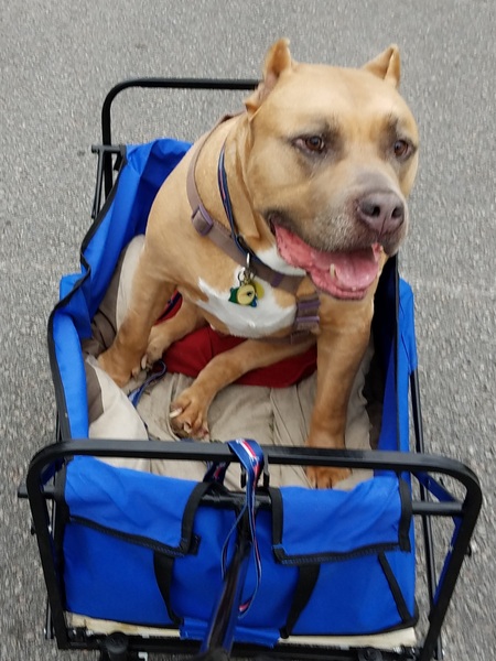 Entry image for Loki. Clicking this image will show a larger photo