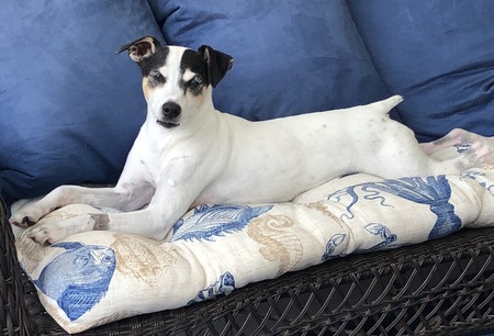 Entry image for Batz. Clicking this image will show a larger photo