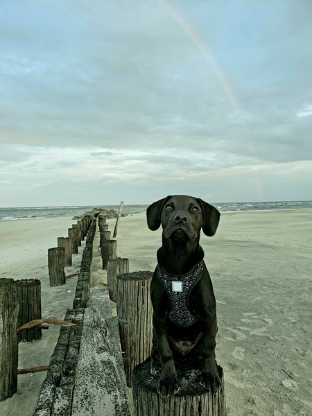 Entry image for Ridley. Clicking this image will show a larger photo