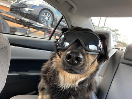 Entry image for Rocky. Clicking this image will show a larger photo