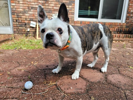 Entry image for Dexter Calvin. Clicking this image will show a larger photo