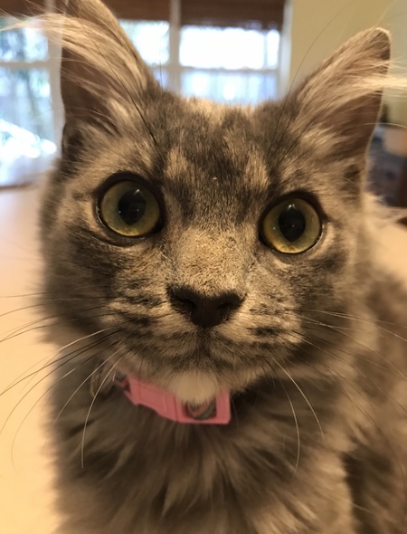 Entry image for Pearl. Clicking this image will show a larger photo