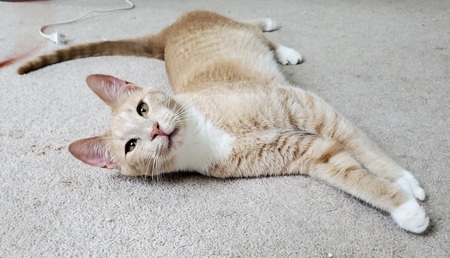 Entry image for Dorito. Clicking this image will show a larger photo