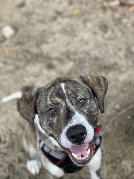 Entry image for Brodie. Clicking this image will show a larger photo