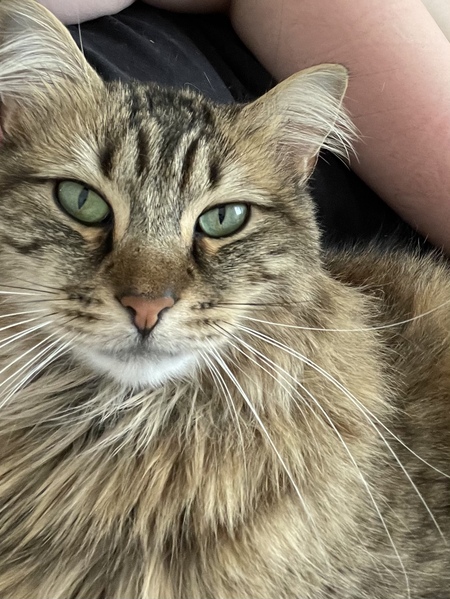 Entry image for Ziggy. Clicking this image will show a larger photo