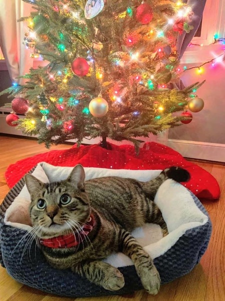 Entry image for Winston. Clicking this image will show a larger photo