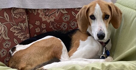 Entry image for Elvie. Clicking this image will show a larger photo