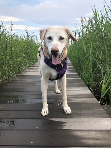 Entry image for Scout. Clicking this image will show a larger photo