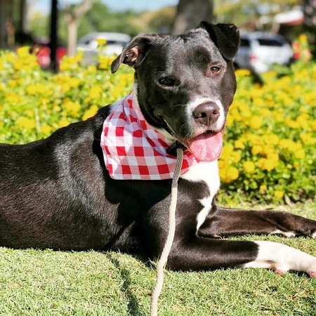 Entry image for Chance. Clicking this image will show a larger photo