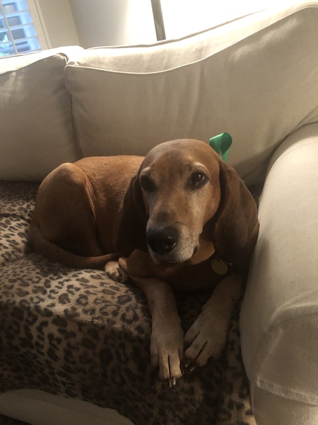 Entry image for Homer. Clicking this image will show a larger photo