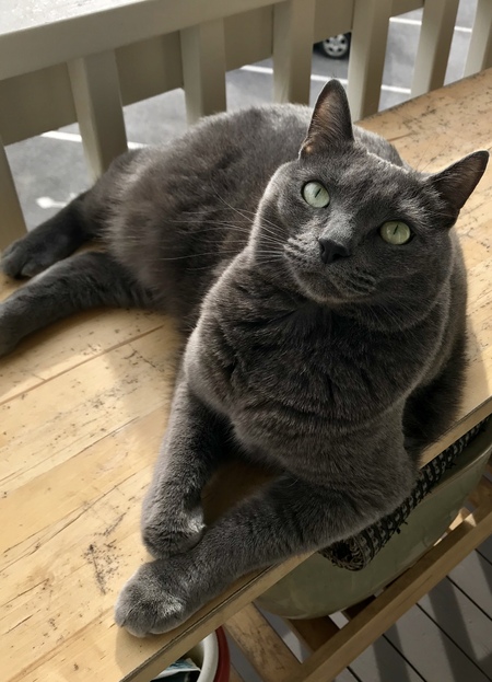 Entry image for Lucy. Clicking this image will show a larger photo