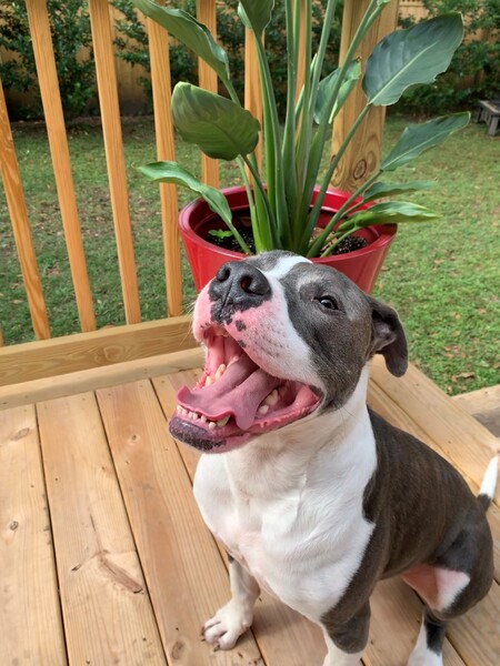 Entry image for Pluto. Clicking this image will show a larger photo