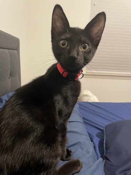 Entry image for Salem. Clicking this image will show a larger photo