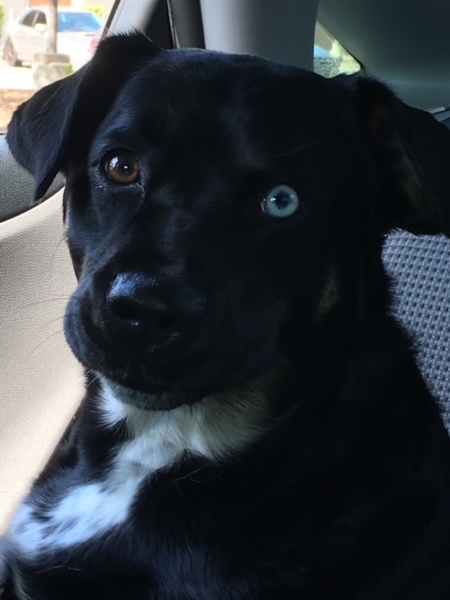 Entry image for Emmy. Clicking this image will show a larger photo