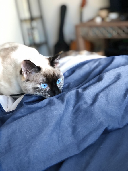 Entry image for Kona. Clicking this image will show a larger photo