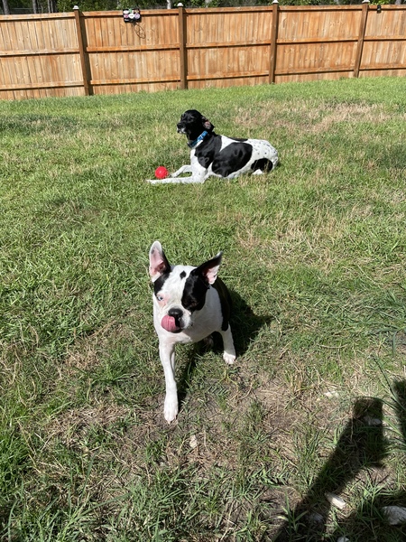 Entry image for Howard and Payton. Clicking this image will show a larger photo