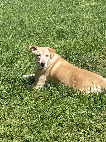 Entry image for Angel. Clicking this image will show a larger photo