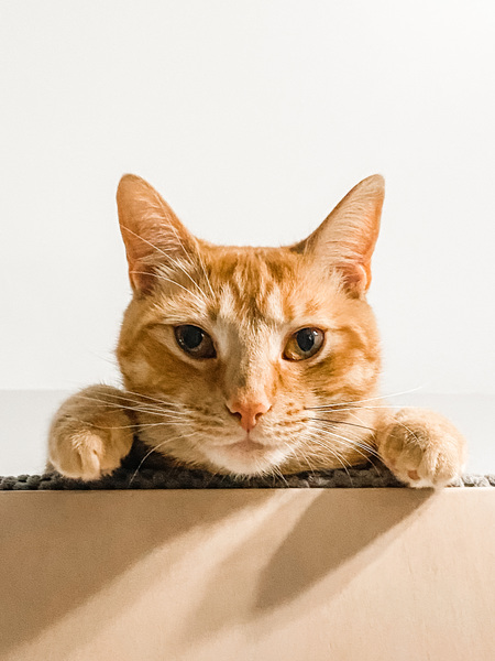 Entry image for Oliver. Clicking this image will show a larger photo