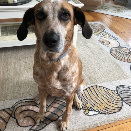 Entry image for Layla. Clicking this image will show a larger photo