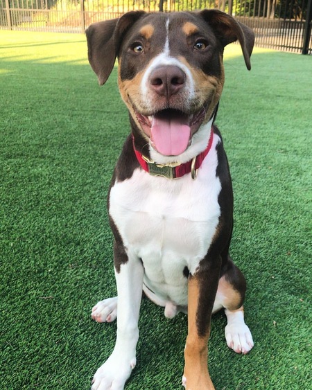 Entry image for Kirby. Clicking this image will show a larger photo