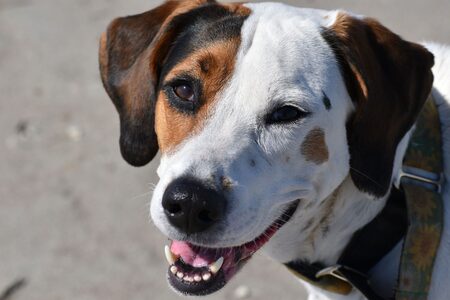 Entry image for Bettie. Clicking this image will show a larger photo