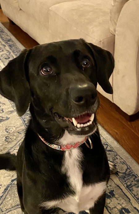 Entry image for Daisy Mae. Clicking this image will show a larger photo