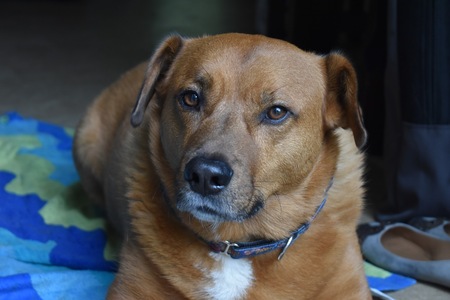 Entry image for Chauncey. Clicking this image will show a larger photo