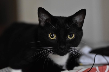 Entry image for Artemis. Clicking this image will show a larger photo