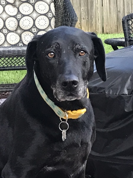 Entry image for Ruby. Clicking this image will show a larger photo