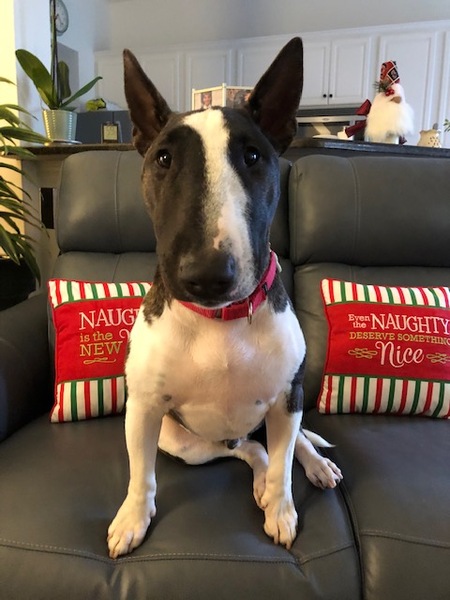 Entry image for JJ. Clicking this image will show a larger photo