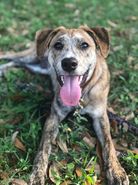 Entry image for Rhett. Clicking this image will show a larger photo