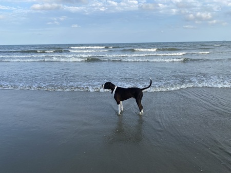 Entry image for Brody. Clicking this image will show a larger photo