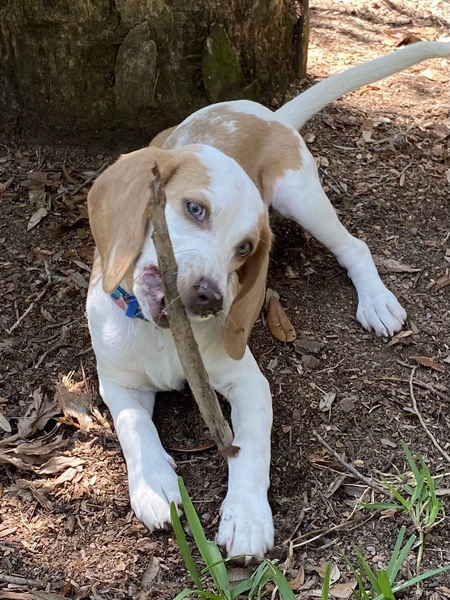 Entry image for Mini . Clicking this image will show a larger photo