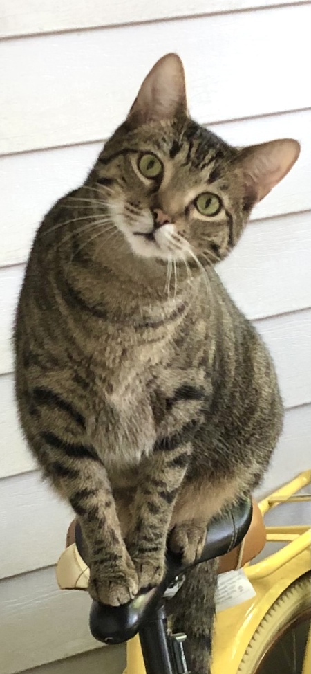 Meatball 