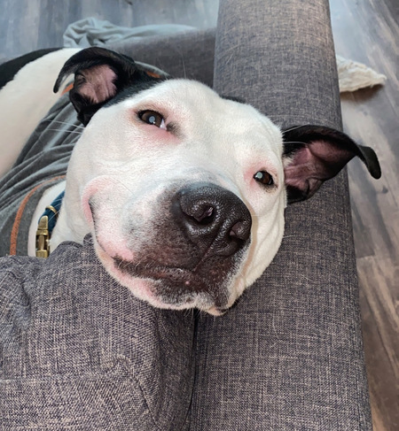 Entry image for Cooper. Clicking this image will show a larger photo