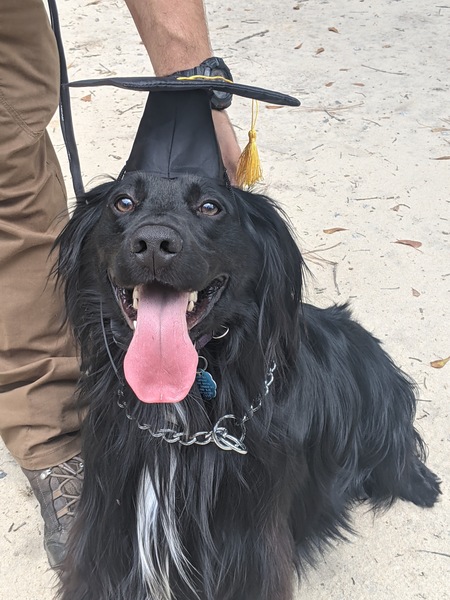 Entry image for Mr Sullivan . Clicking this image will show a larger photo