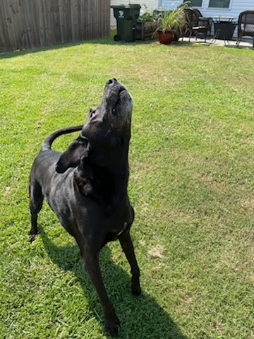 Entry image for Jager. Clicking this image will show a larger photo