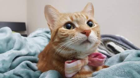 Entry image for Tigra. Clicking this image will show a larger photo